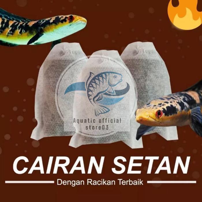 Cairan setan ikan channa / racikan treatment ikan chana / ikan chana / chana