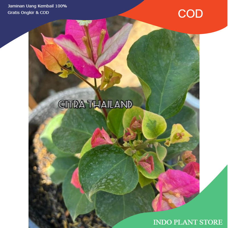 TANAMAN HIAS BOUGENVILLE CITRA THAILAND (COD)