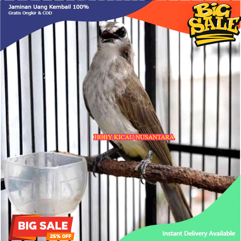 Burung Trucuk Kebo Asli Madura Siap Bunyi Sehat