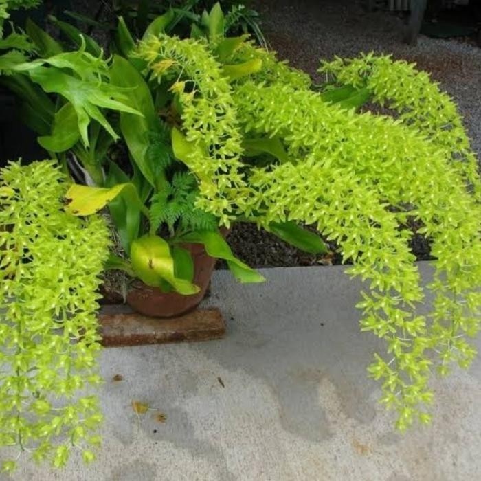 anggrek grammatophyllum citrinum