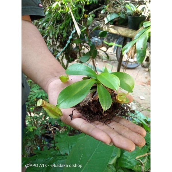 

silahkan COD TANAMAN HIAS KANTUNG SEMAR KANTONG SEMAR BUNGA COLOK TANDE ADAL HUTAN
