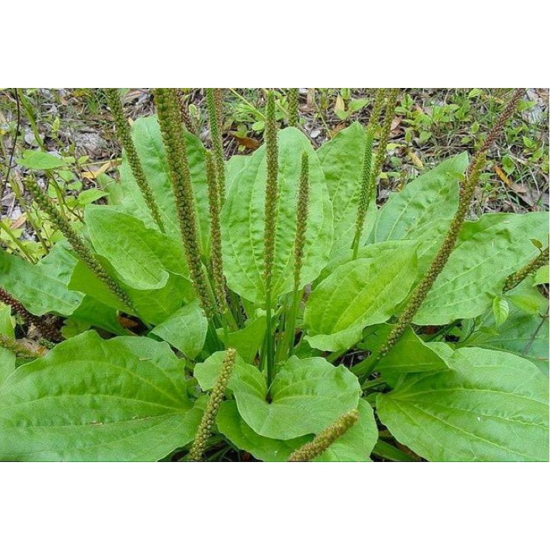 

DAUN KIURAT SEGAR 500GRAM PRES