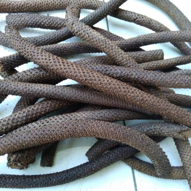 

Kayu Lanang 1kg / Herbal Kayu Lanang Kering - Herbal Stamina Alami