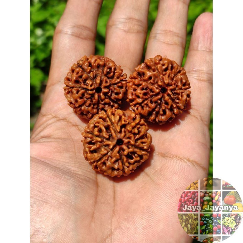 Jenitri Rudraksha Besar Jumbo Jaya_Jayanya