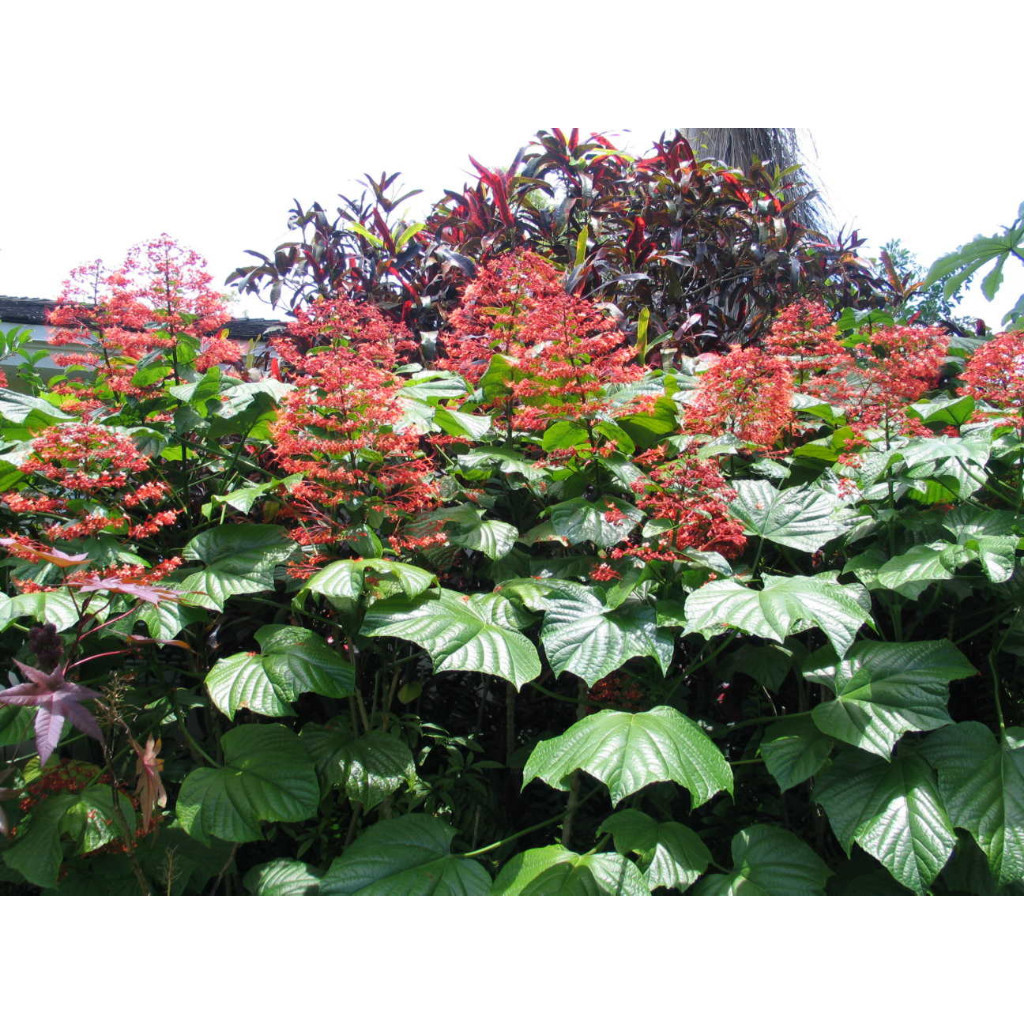 Bibit bunga pagoda - bunga pagoda herbal