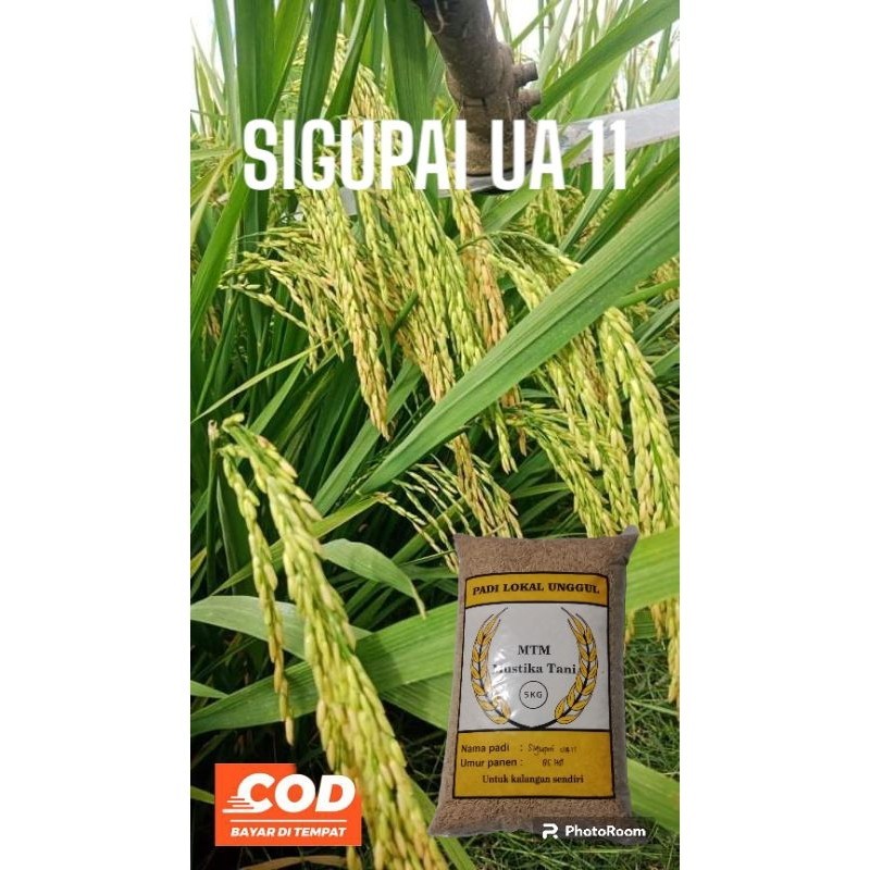 Benih padi Sigupai UA 11 5kg