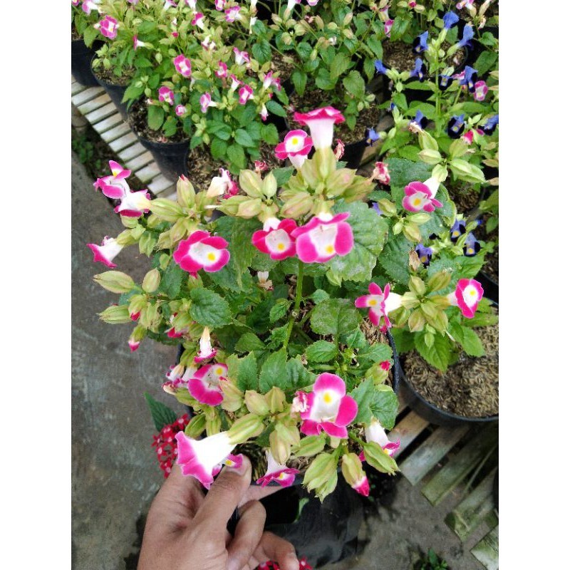 Bunga Torenia fournieri warna putih pink