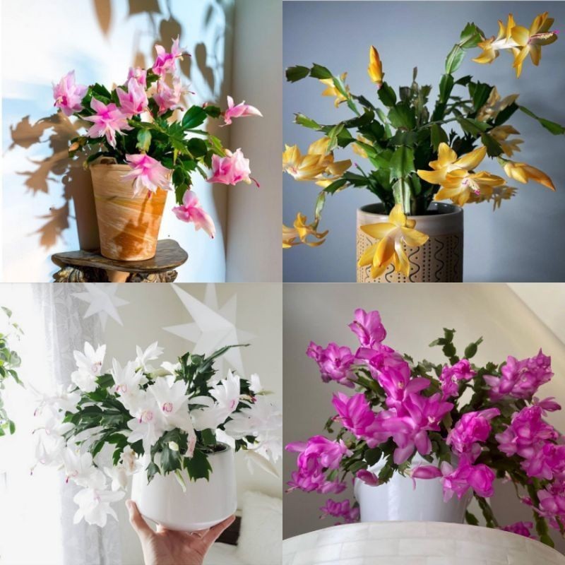 Wijaya Kusuma kepiting Paket 4 - Bunga hidup Wijaya Kusuma - Tanaman hias Wijaya Kusuma kepiting