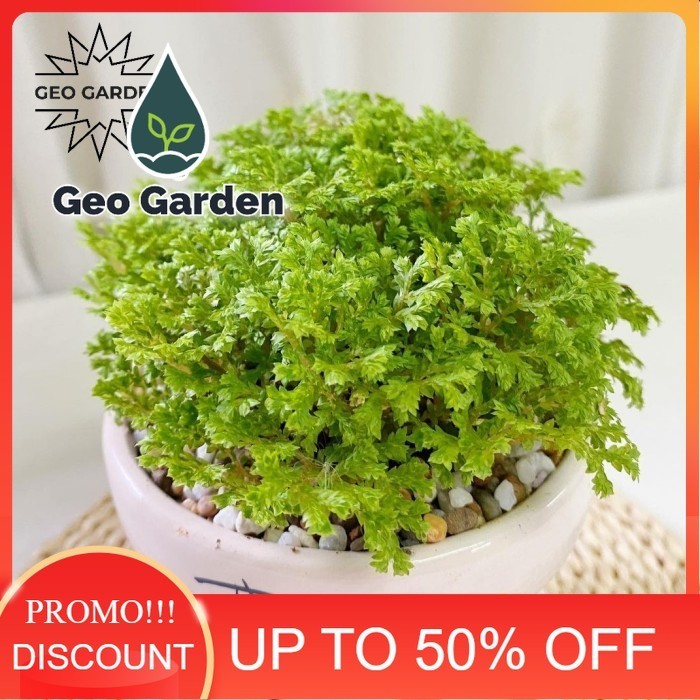 bibit tanaman hias lumut Ambon/ moss Ambon/ aquascape