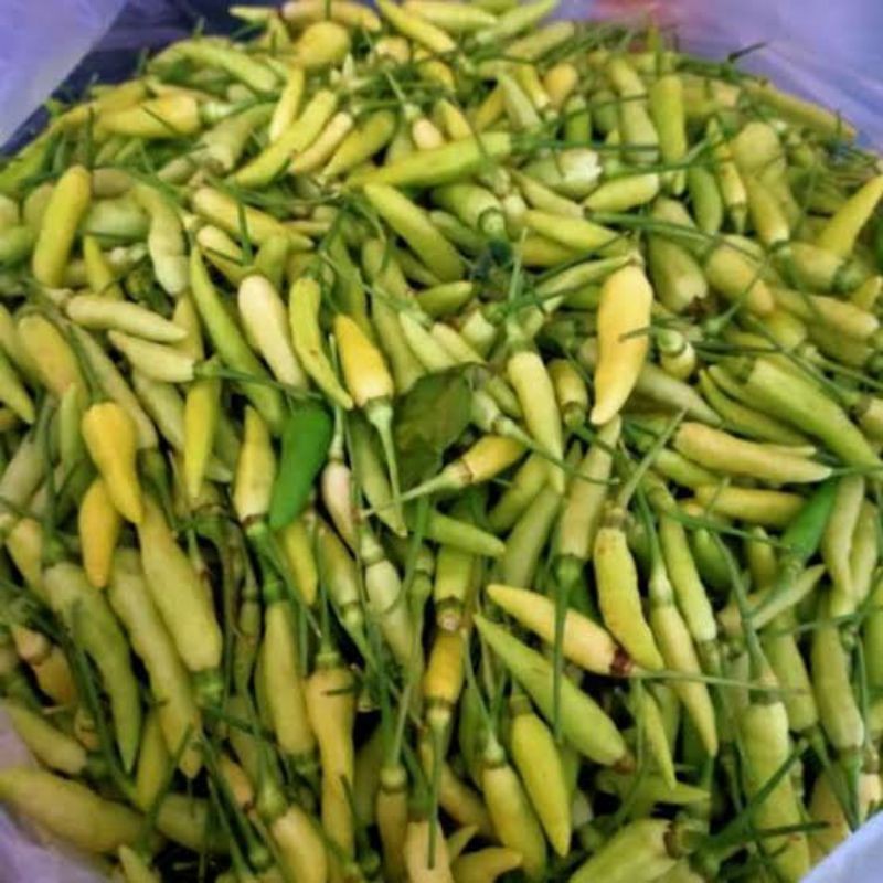 

Cabe Hijau Lalapan / Cabe Rawit Hijau Lalapan / Berat 250 Gram