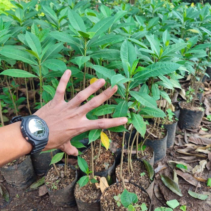 tanaman hias bunga alamanda - Alamanda bunga kuning