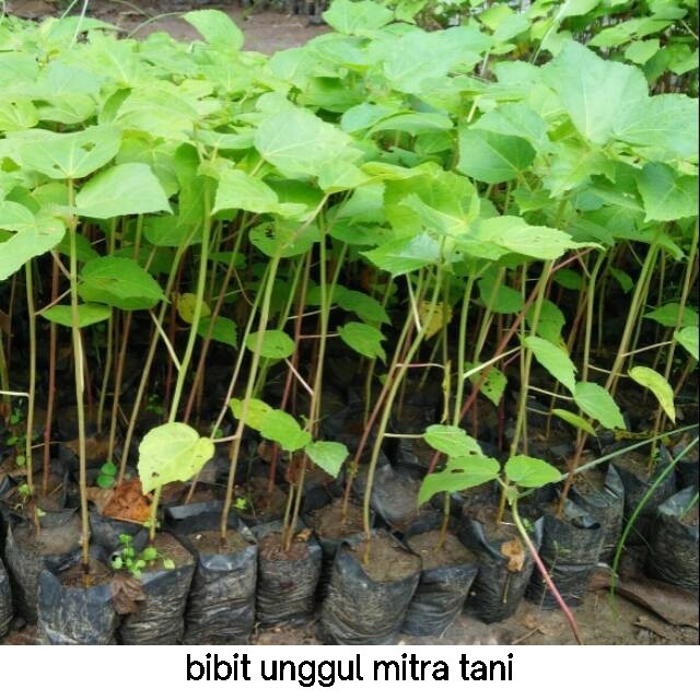 bibit pohon kayu balsa super