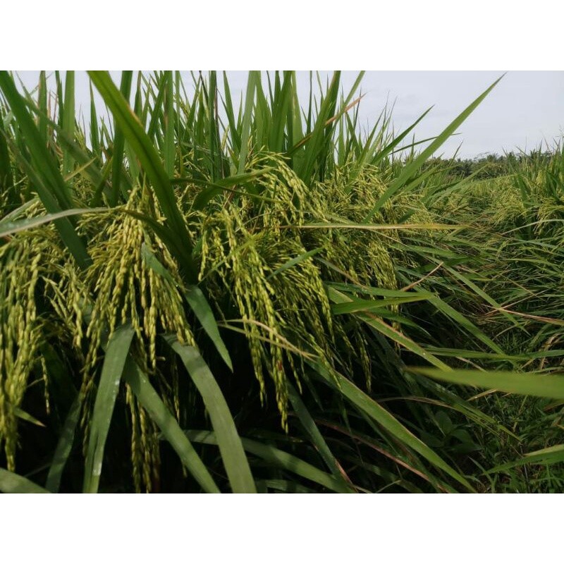 Benih Padi MR 308 Kemasan 5kg Premium