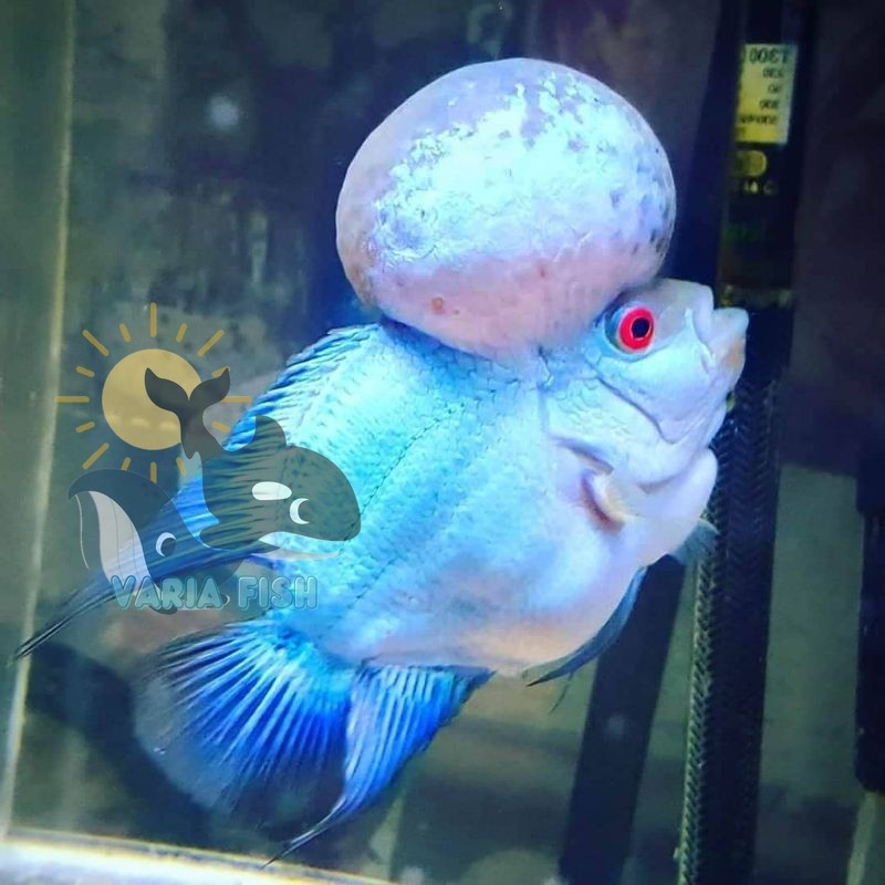 Lampu aquarium blue thaisilk louhan 6-7 cm lohan biru import promo