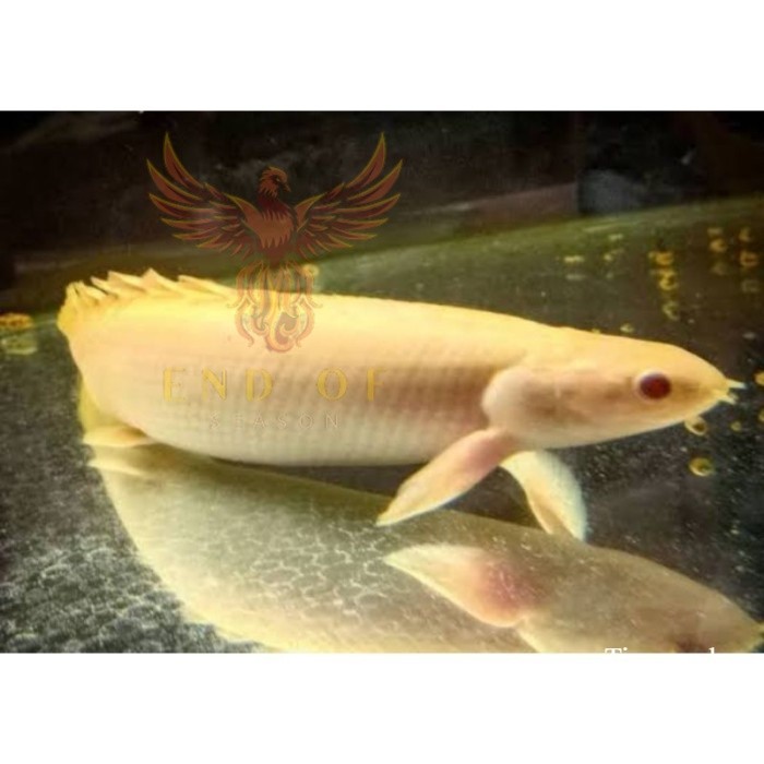 Dekorasi hiasan aquarium Hiasan akuarium palmas albino need mata merah 15 - 18 cm BISA COD