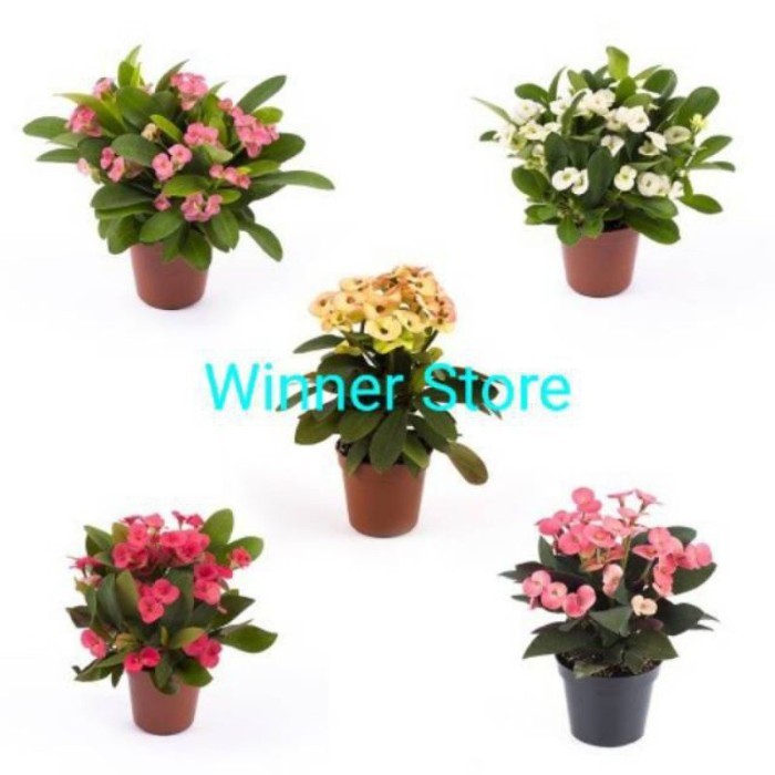PAKET 5 TANAMAN HIAS EUPHORBIA IMPORT//EUPHORBIA CANTIK - BUNGA HIAS EPORBIA - BUNGA HIAS HIDUP