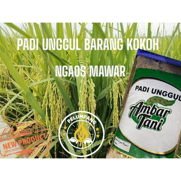 PADI Benih padi ngaos mawar 5kg