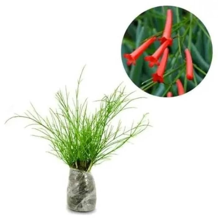 Tanaman Hias Gantung Bunga Air Mancur putih dan merah Tanaman Hias Bunga Hidup