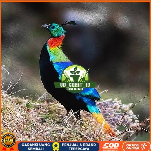 

Telur ayam hias ringneck impeyan pheasant fertil siap ditetaskan UD_GOBIT_ID