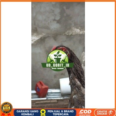 

Shamo Eropa Kelabu .Terlaris asli 100% UD_GOBIT_ID