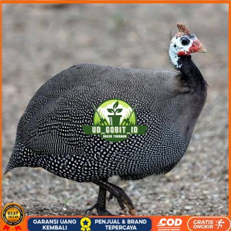 

Telur ayam mutiara / telur ayam hias / telur fertil siap kirim UD_GOBIT_ID