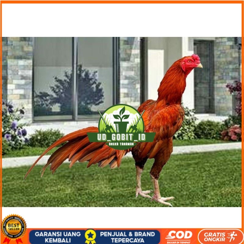

TELUR AYAM BANGKOK WANGKAS JUMBO UNTUK DI TETASKAN UD_GOBIT_ID