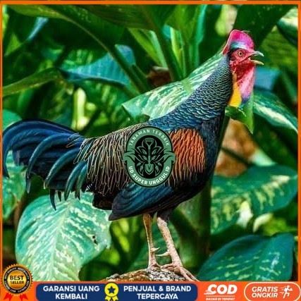 

Telur ayam hutan x jawa bekisar siap ditetaskan UD_SUPER_UNGGUL_ID