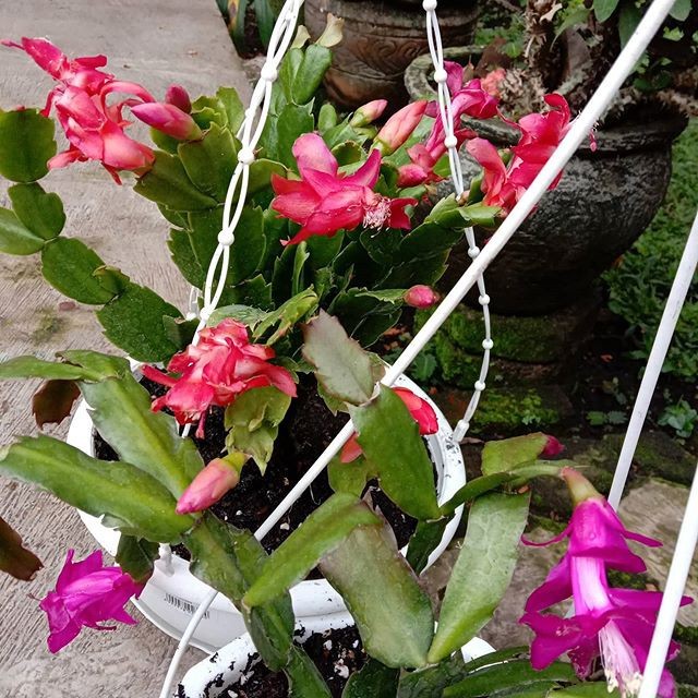 tanaman hias gantung wijayakusuma Kepiting bibit Tanaman kaktus bunga Wijaya Kusuma indoor