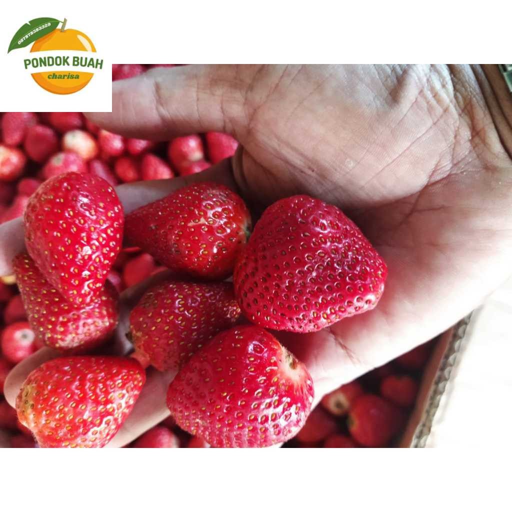 

STROBERI STROBERRI STRAWBERRY BUAH FRESH ASLI PETANI CIWIDEY TERLARIS DI NUSANTARA