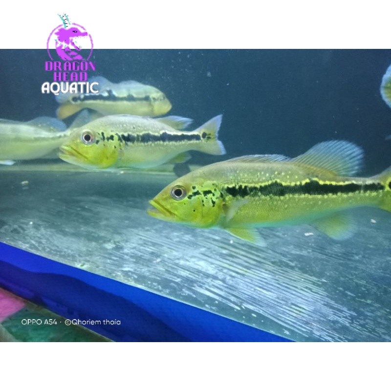 pibas xingu size 7-9 cm pure