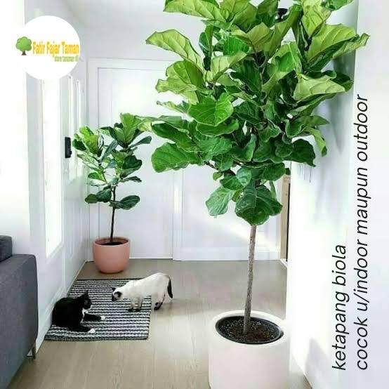 PROMOpohon ketapang biola tinggi 2 meter / tanaman ketapang biola 2 meterREADY