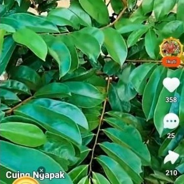 

Daun sirsak sgar 100 lmbar daun herbal organik .: