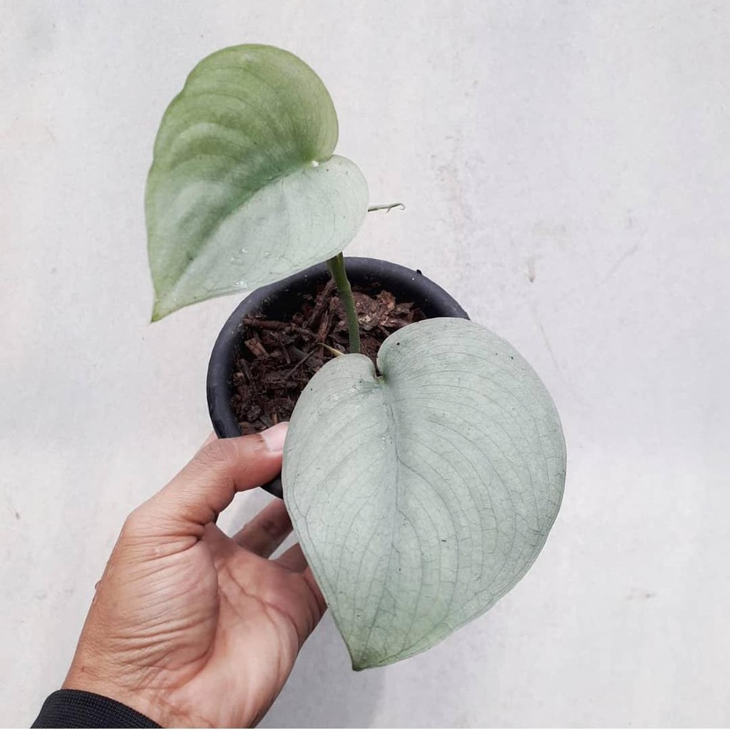 Tanaman Hias Scindapsus Silver Hero Platinum - Scindapsus