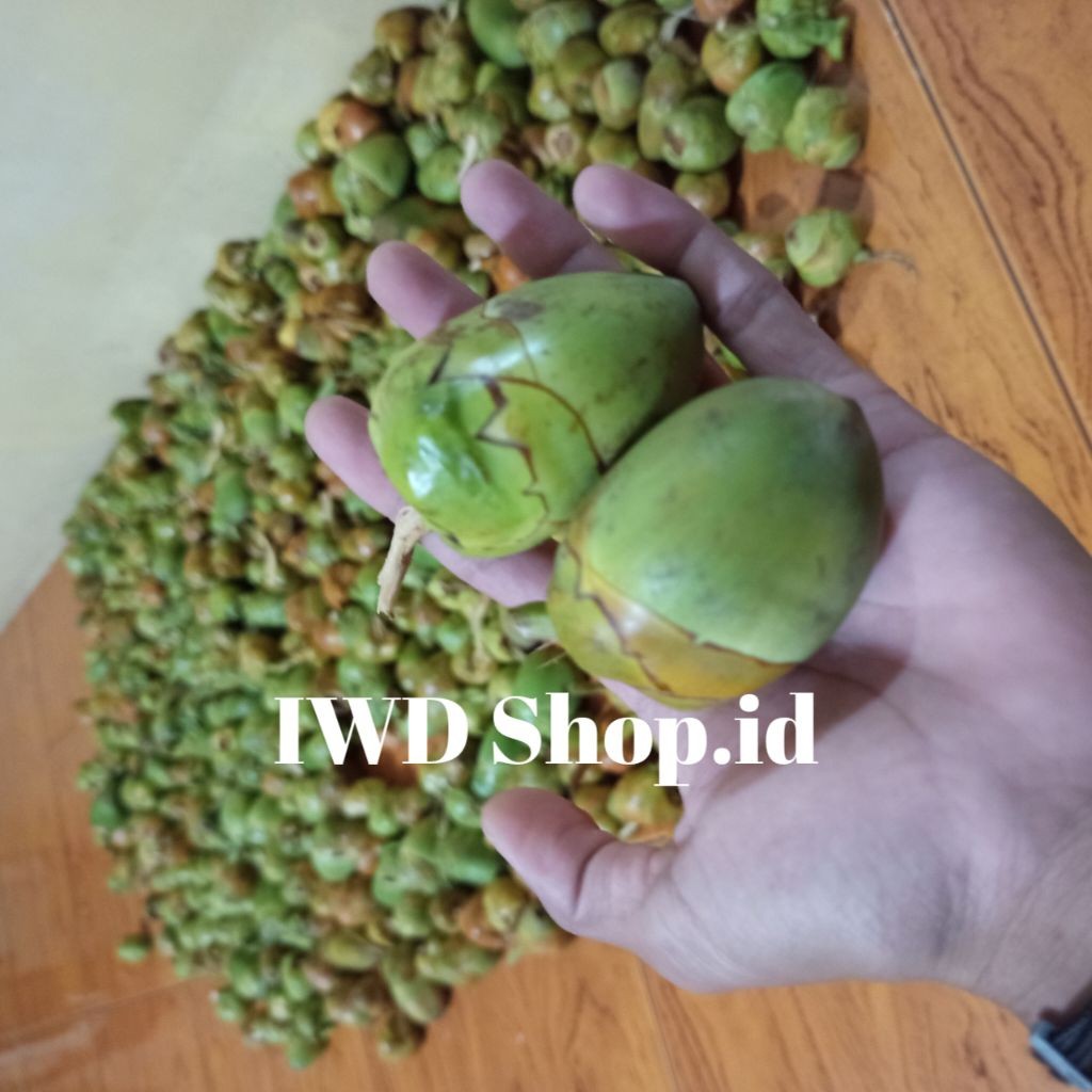 

10 buah kelapa kecil fresh / bluluk / tembuluk
