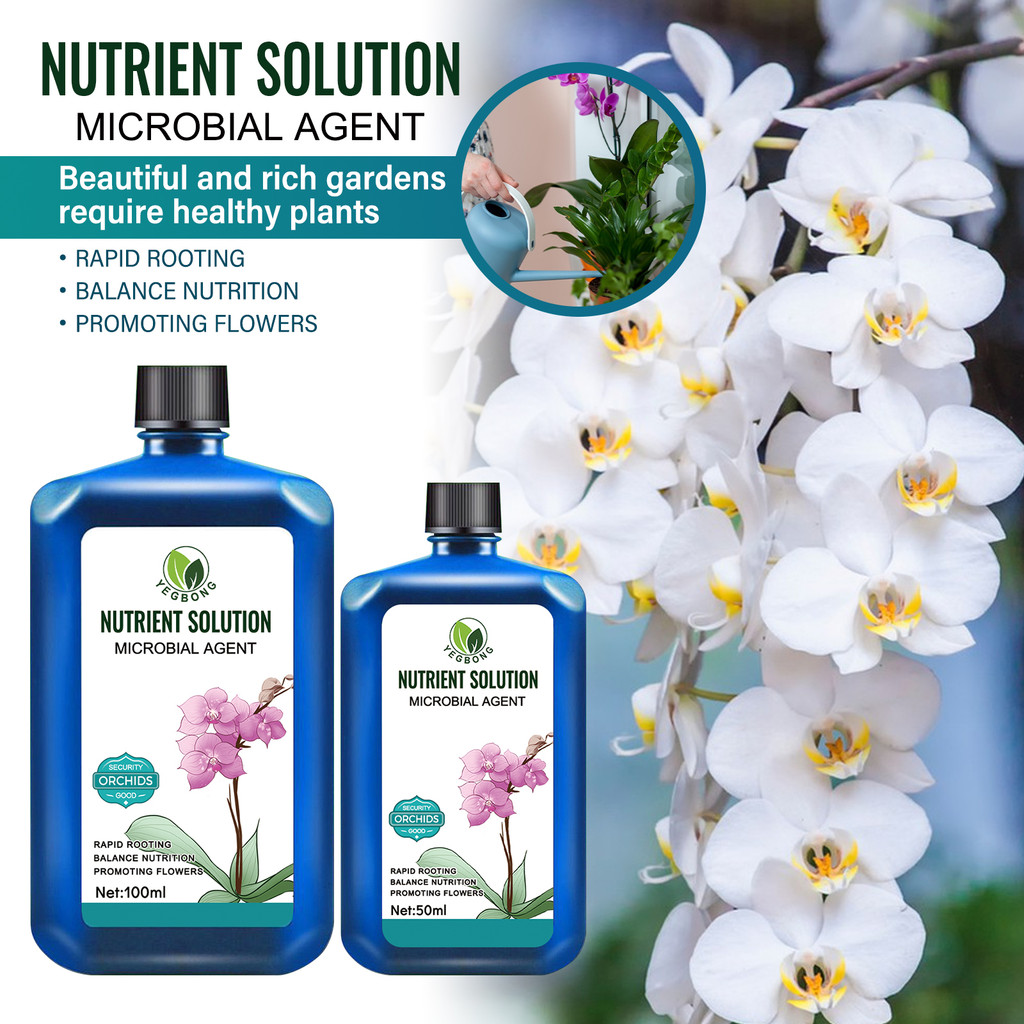 

Tanaman Anggrek Pot Dalam Ruangan Bahan Bunga Tanaman Daun Hijau Aplikasi Solusi Nutrisi Universal Foliar Yegbong pertumbuhan