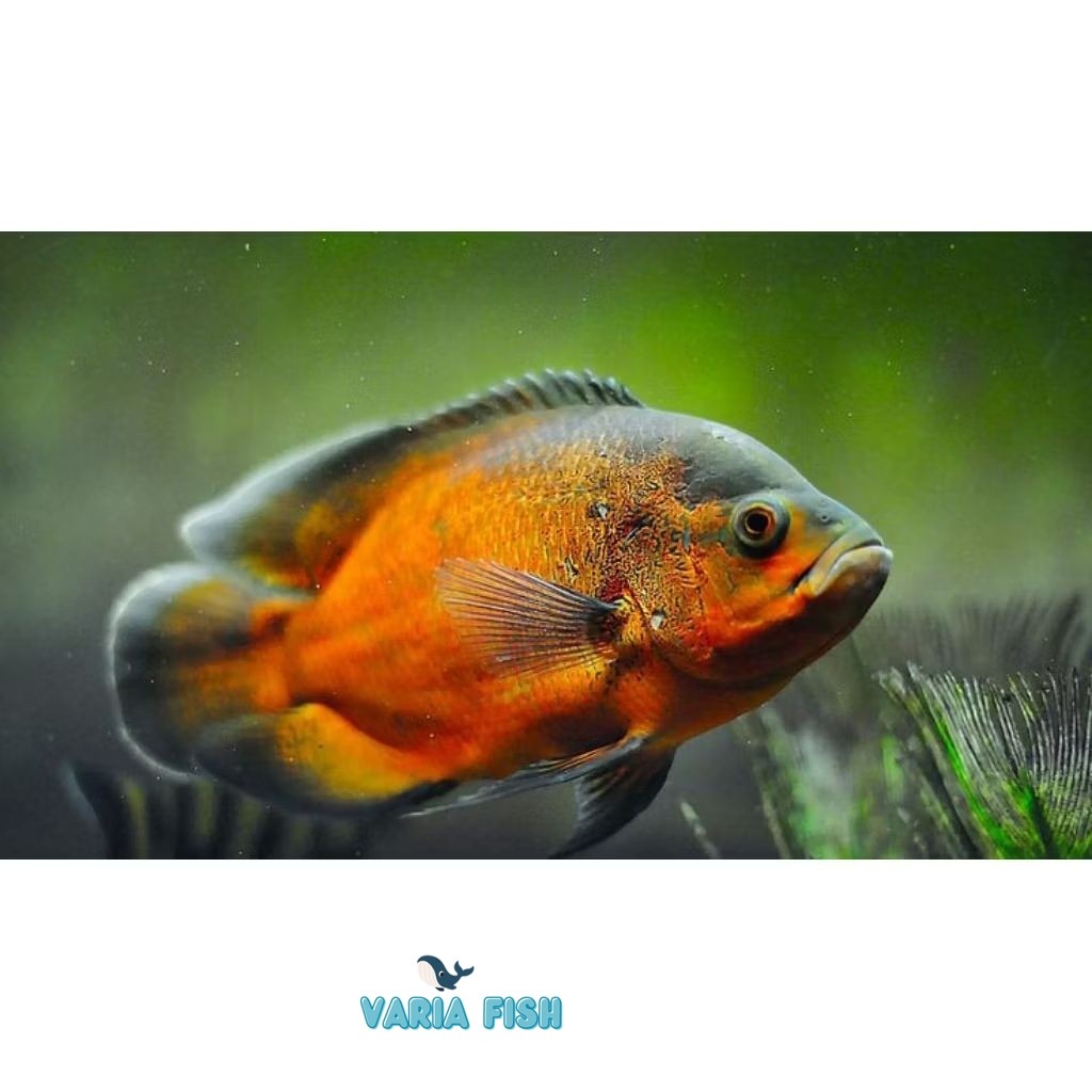 Oscar Black Red Tembaga 46-8 cm - ETALASE AQUARIUM