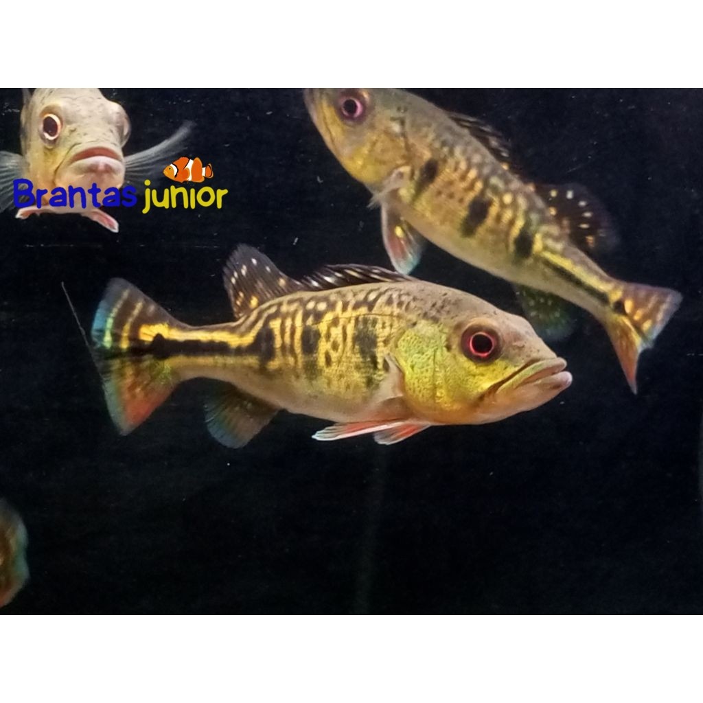 pbass kelberi 7-8 cm pibas