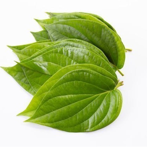 

Terlaris daun sirih hijau segar petik langsung per 1 kg Herbal COD