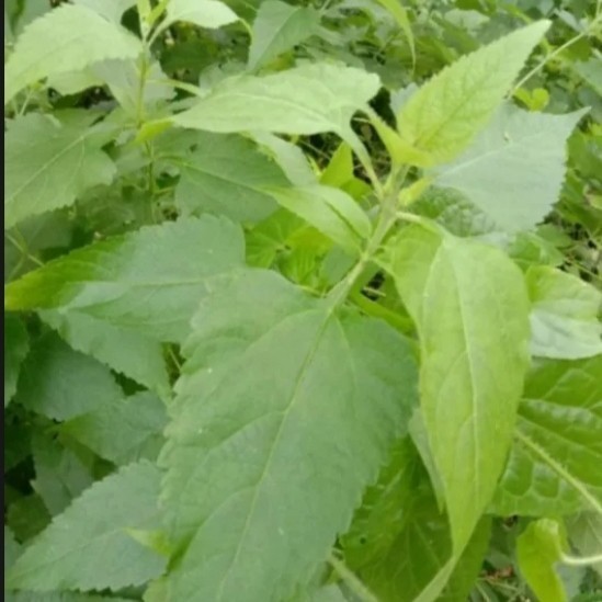 

Daun Kirinyuh segar daun Kaposanda neto 200gram Herbal COD