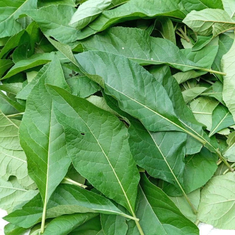 

Daun Sambung Nyawa Segar Asli 500 Gram