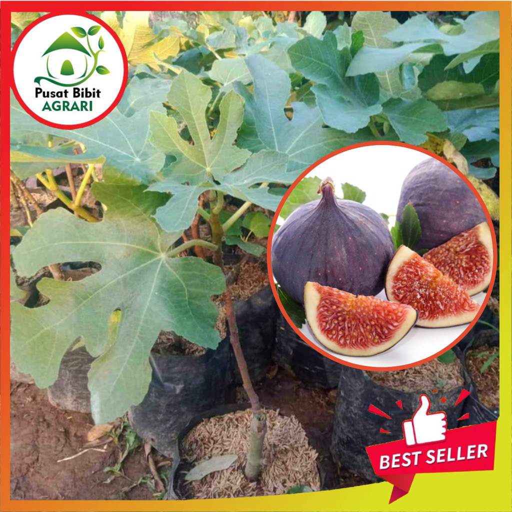 Bibit Buah Tin Asli Tanaman Buah Super Unggul Tabulampot