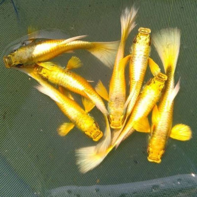 Paket guppy gold spasang super