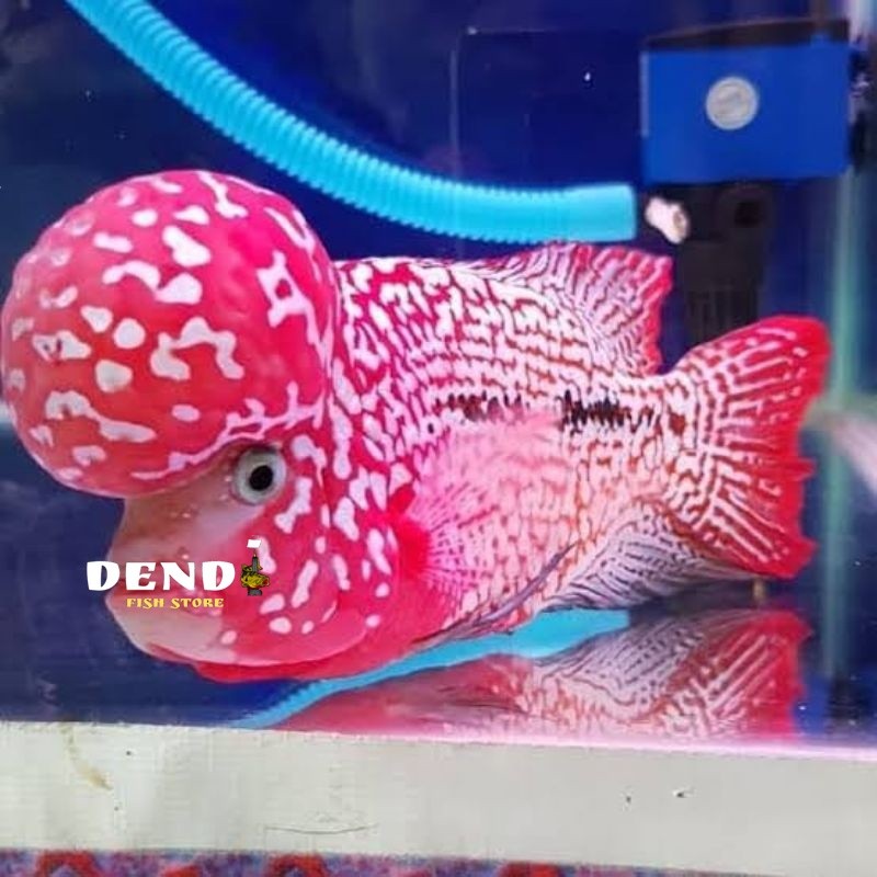 louhan srt lohan 4-6 cm louhan super red texas lohan super red texas