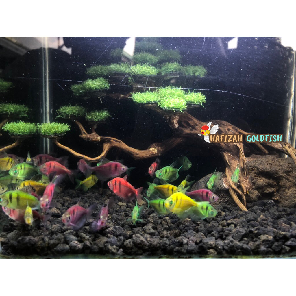 ISI PAKET TETRA GLOFISH TIGER 15 EKOR BONUS 1EKOR GARANSI 100%