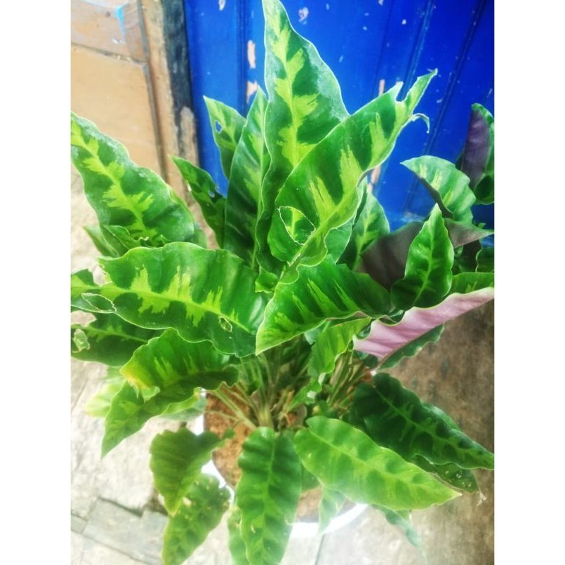 

keladi pinokio indah cantik 5pcs