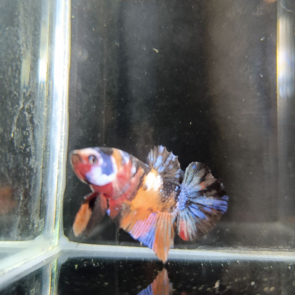 Ikan Hias Cupang Plakat Multicolor