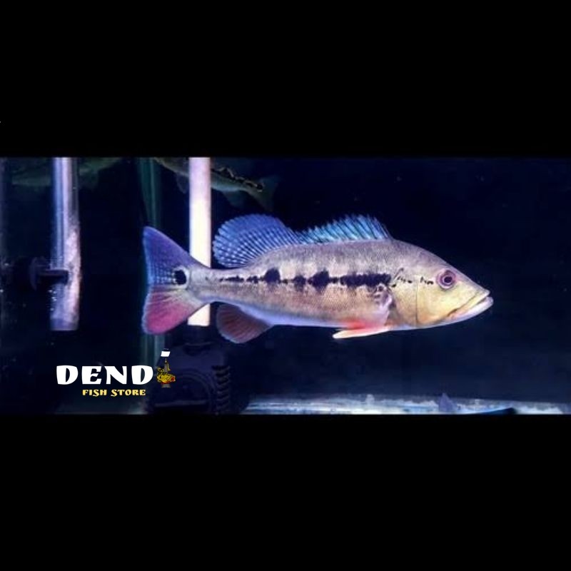 Pbass Intermedia Good Marking Size 10-11cm realsize bergaransi COD pbass mono pbass tankmate