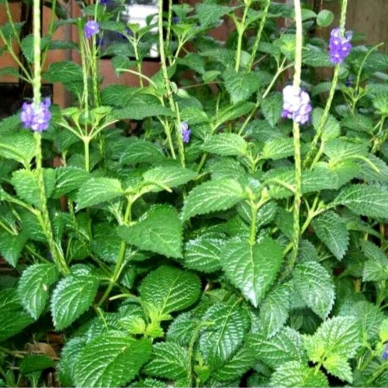 

DAUN JARONG/PECUT KUDA SEGAR 500GRAM