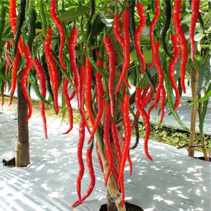 

Paket Cabe kriting merah segar 1kg/500grm fresh petik kebun