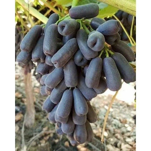 AN Bibit Anggur Moondrop Manis Segar Tanpa Biji